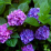 Hydrangea macrophylla 'Nikko Blue'.png